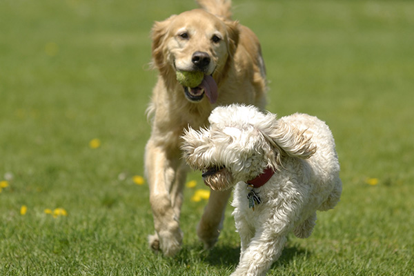 image-dogdaycare2 image-dogdaycare2