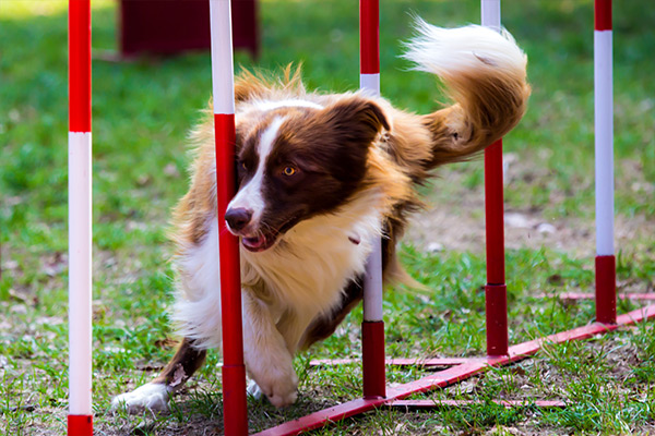 image-dogtraining3