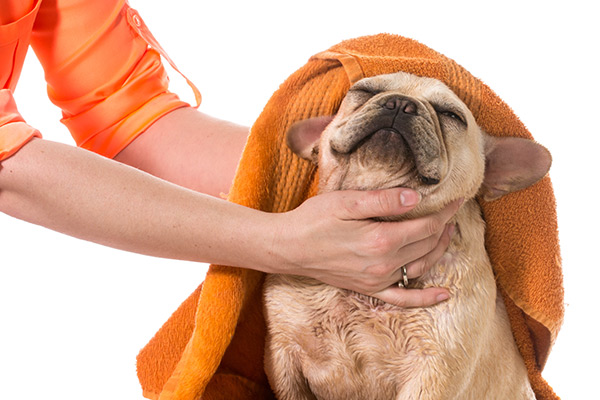 Expert Dog Grooming and Bathing